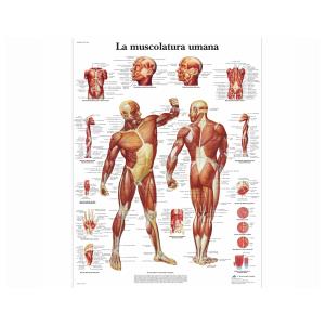 Modelli - Poster anatomia