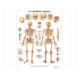 laminato 50 × 67 cm - Scheletro Umano
