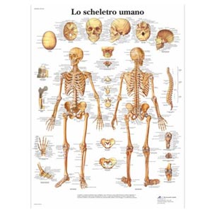 laminato 50 × 67 cm - Scheletro Umano