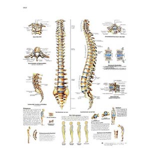 Poster laminato 50 × 67 cm - Colonna vertebrale: anatomia e patologia