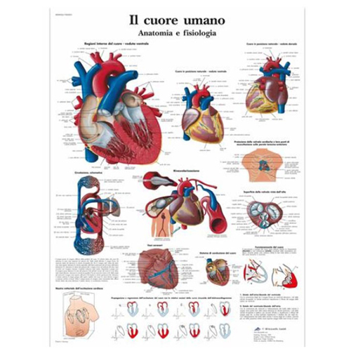 Poster laminato 50 x 67 cm - Cuore Umano: anatomia e fisiologia