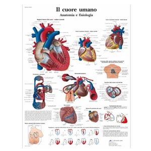 laminato 50 × 67 cm - Cuore Umano: anatomia e fisiologia