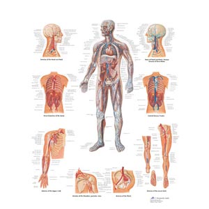 Poster laminato 50 x 67 cm - Sistema vascolare 