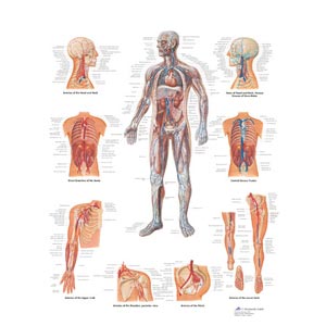 laminato 50 × 67 cm - Sistema vascolare 