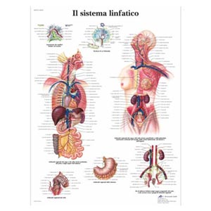 Poster laminato 50 x 67 cm - Sistema Linfatico