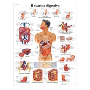 Poster laminato 50 x 67 cm - Sistema digestivo