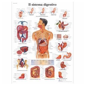 laminato 50 × 67 cm - Sistema digestivo