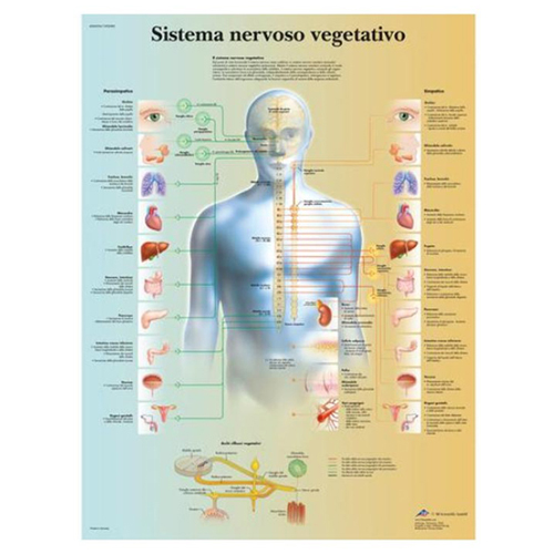 Poster laminato 50 x 67 cm - Sistema Neurovegetativo: anatomia e farmacologia