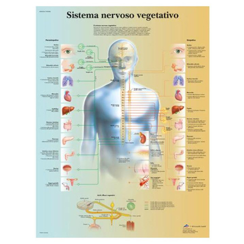 Poster medico raffigurante organi interni dell'anatomia umana su