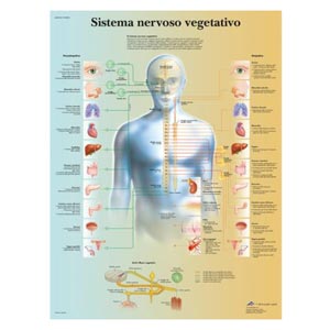 Poster laminato 50 x 67 cm - Sistema Neurovegetativo: anatomia e farmacologia