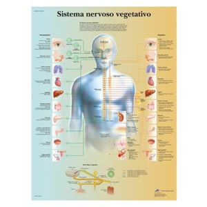 laminato 50 x 67 cm - Sistema Neurovegetativo: anatomia e farmacologia