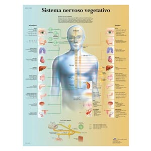 laminato 50 × 67 cm - Sistema Neurovegetativo: anatomia e farmacologia