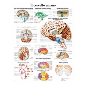 Poster laminato 50 x 67 cm - Cervello umano 