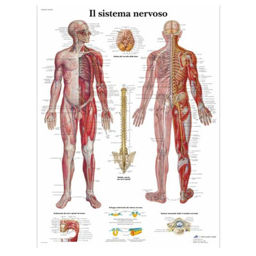 Poster laminato 50 x 67 cm - Sistema Nervoso 
