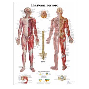 laminato 50 x 67 cm - Sistema Nervoso 
