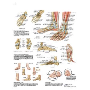 laminato 50 × 67 cm - Piede e articolazione del piede
