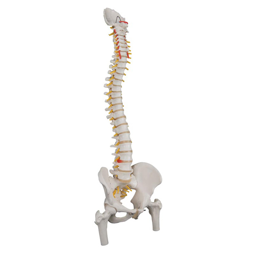 Colonna vertebrale flessibile classica, con tronchi del femore