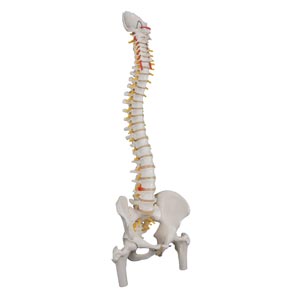 Colonna vertebrale flessibile classica, con tronchi del femore