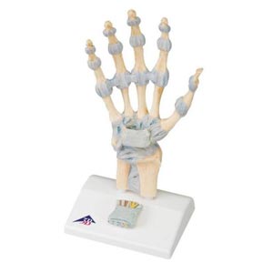 Modello di scheletro della mano con legamenti e tunnel carpale