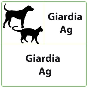 Test veterinario QuickProfile Giardia Ag